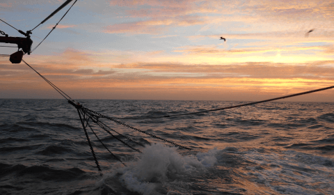 VisNed: verhuis NSAC van Aberdeen naar Zoetermeer