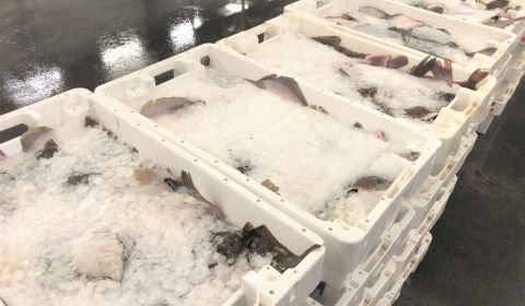 Protest tegen extra belastingvrijstelling voor importvis